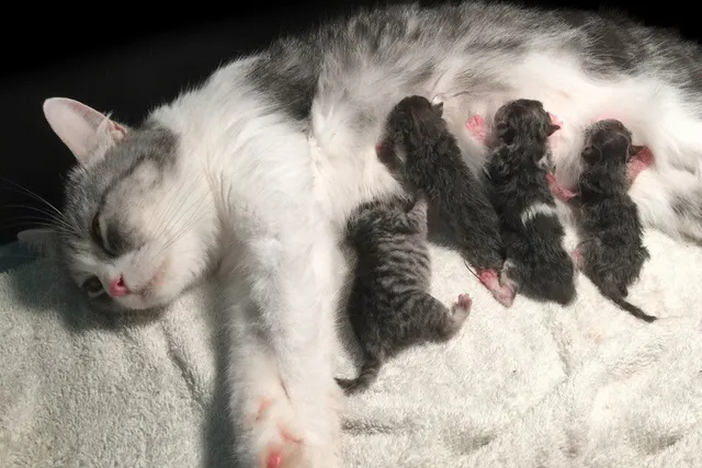 Why Is My Cat Panting After Giving Birth? Vet Approved Facts & FAQ