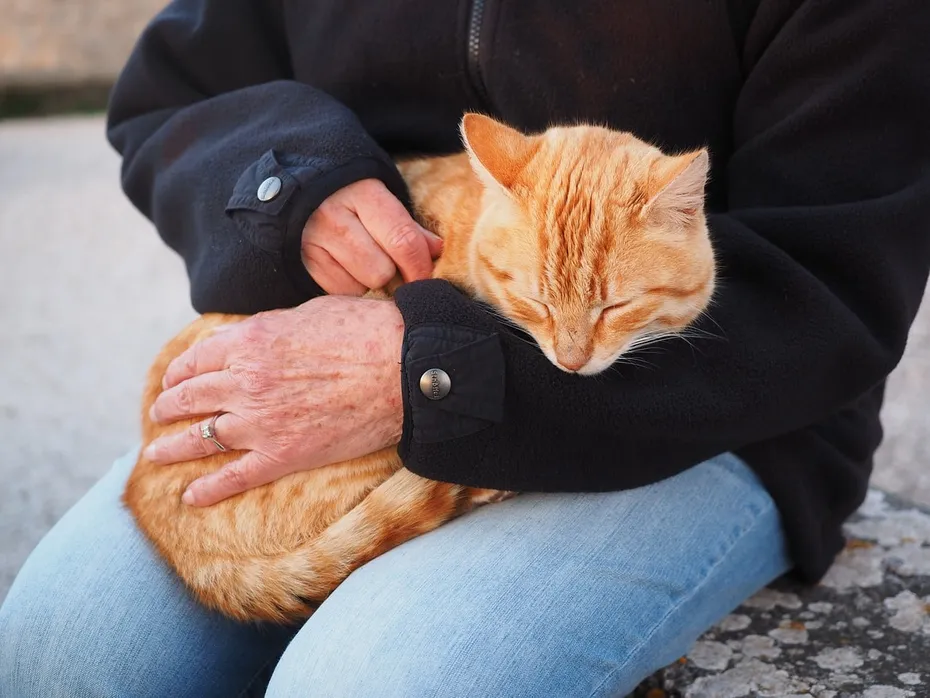 person brushing cat's fur