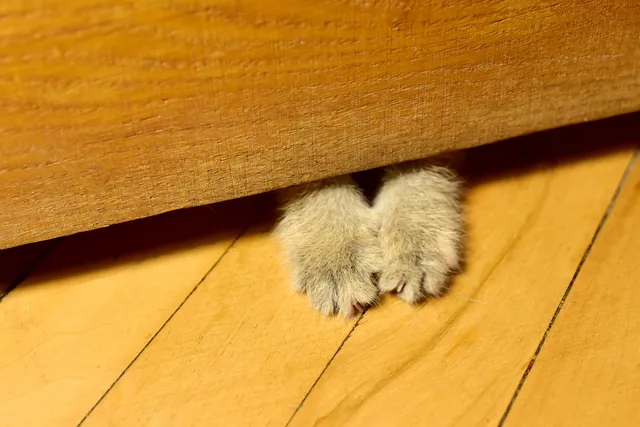 Why Does My Cat Paw Under The Door? The Reasons For This Behavior (Vet-Verified)