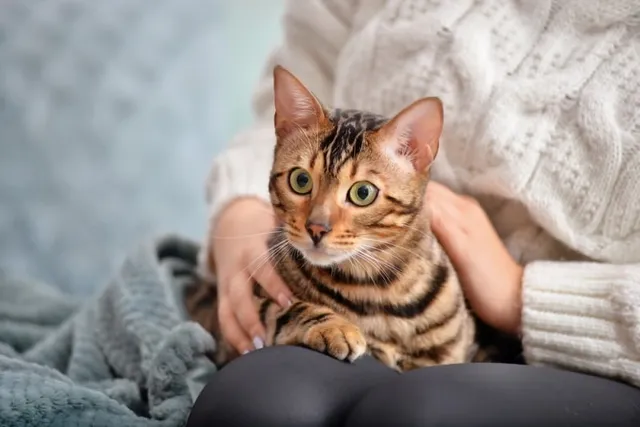 How to Make Your Cat a Lap Cat: 6 Tips & Tricks