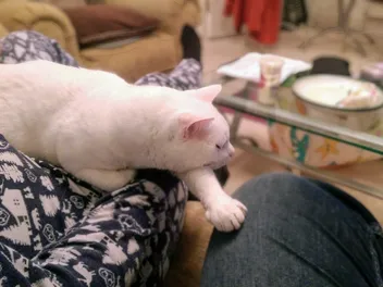 Conversion Therapy with Clutch: Turning Cat Haters Into Cat Lovers