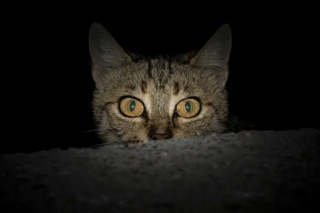 Can Cats See Guardian Angels? Vet-Verified Ocular Science & Info