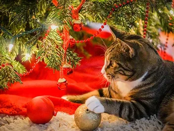 10 Vet-Approved Tips for Keeping Your Cat Safe Over the Holidays