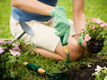 How to Create a Cat-Friendly Garden: 6 Vet Approved Tips & Advice