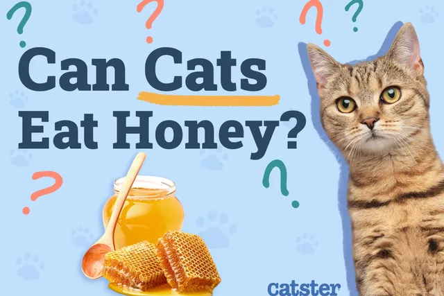 Can Cats Eat Honey? Vet-Reviewed Facts & FAQ