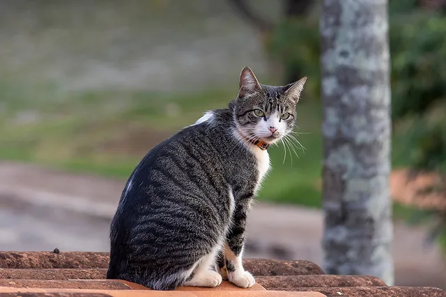 What Is High-Rise Syndrome? Cat Balcony Safety Explained