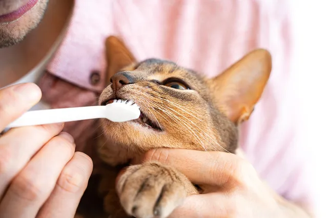 Should I Brush My Cat's Teeth? Vet-Approved Advice & Tips
