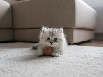 Single Kitten Syndrome: What Is It? Vet-Reviewed Facts & Myths