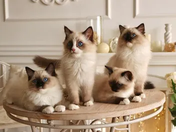 Ragdoll Kittens for Sale in Australia (Sydney, Melbourne, Brisbane, Perth, Adelaide): 2026 Breeders List