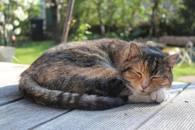 13 Cat Sleeping Positions Explained (With Pictures)