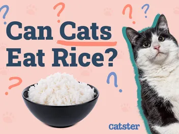 Can Cats Eat Rice? Vet-Approved Facts & FAQ