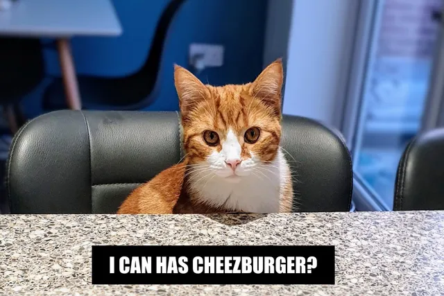 The Meme-ing of Life: Dr Karyn's Cats Recreate Their Favorite Memes