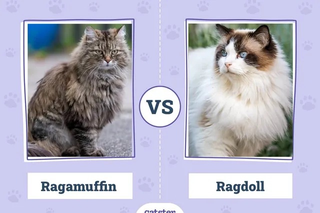 Ragamuffin vs. Ragdoll: Key Differences (With Pictures)