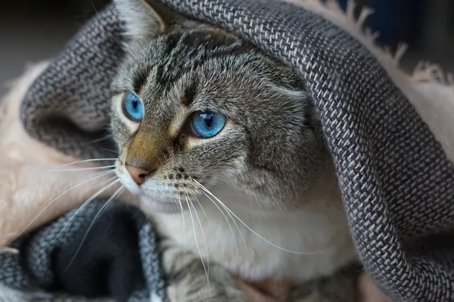 Lynx Point Siamese Cat: Info, Pictures, Facts & Traits