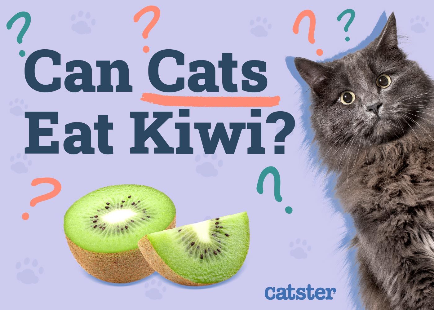 Can Cats Eat Kiwi
