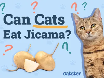 Can Cats Eat Jicama? Vet-Verified Nutritional Facts & Advice