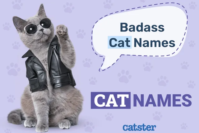 230 Badass Cat Names for Tough & Ferocious Felines