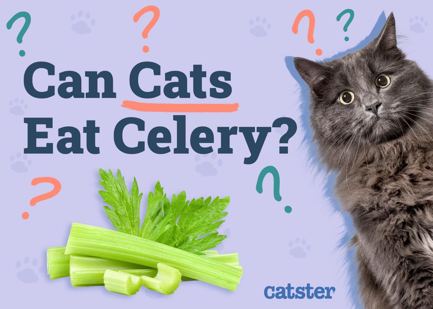 Can Cats Eat Celery