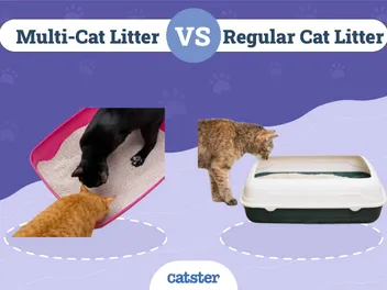Multi-Cat Litter vs Regular: Pros, Cons & Comparison (Vet-Reviewed)