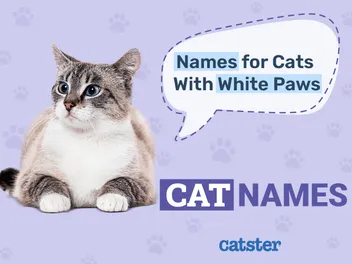 60 Fitting Names for Cats With White Paws
