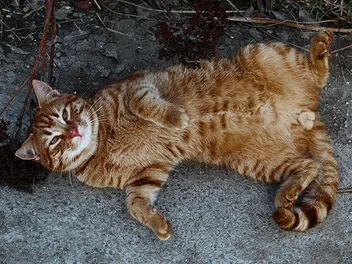 When Do Male Cats Become Sexually Active? Vet-Reviewed Signs & Recommendations