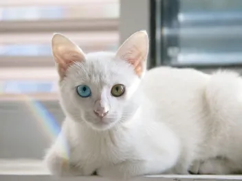 Khao Manee Cat Breed: Info, Pictures, Temperament & Traits
