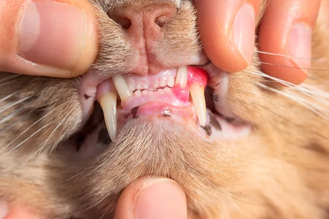 Why Are My Cat’s Gums Red and Swollen? 8 Possible Reasons & What to Do