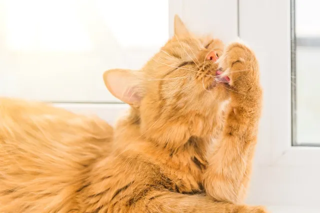 Can Orange Cats Be Female? Genetics & Rarity Explained