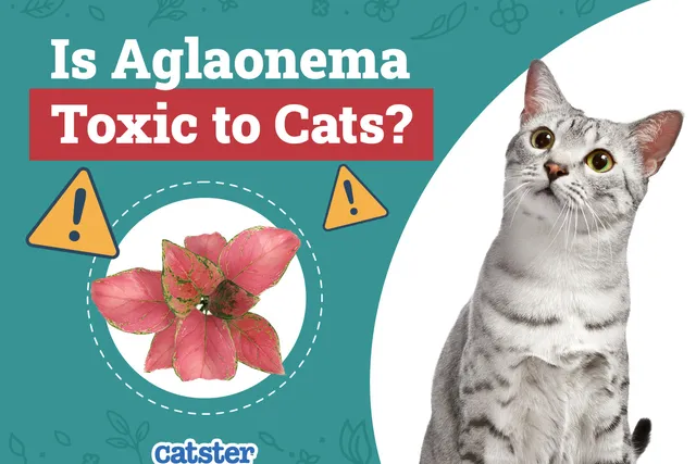 Is Aglaonema Toxic to Cats? Vet-Verified Houseplant Advice