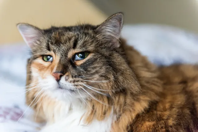 How Long Do Cats Mourn the Loss of Another Cat? Feline Grieving Explained (Vet-Verified Info)