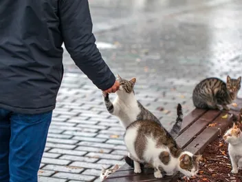 How to Get a Stray Cat to Trust You: 6 Vet-Approved Tips & Tricks