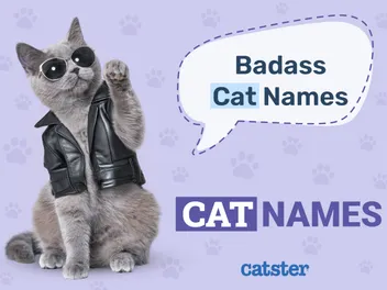 230 Badass Cat Names for Tough & Ferocious Felines