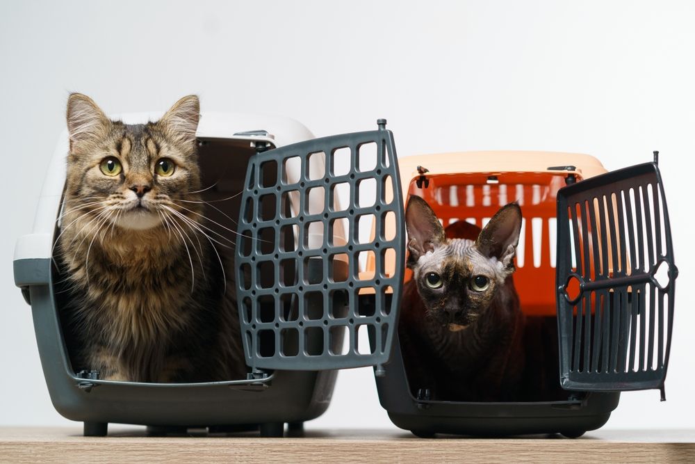 Two pet carriers and with cats