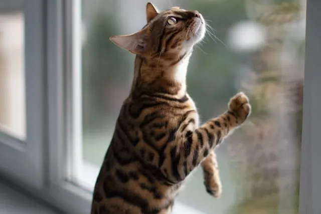 Why Does My Cat Paw at Smooth Surfaces? 5 Vet Reviewed Reasons