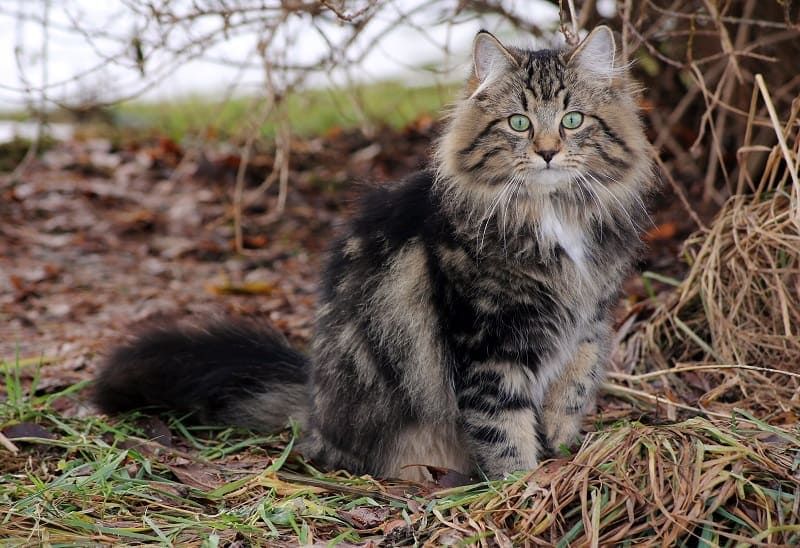 norwegian forest cat_shutterstock_Astrid Gast