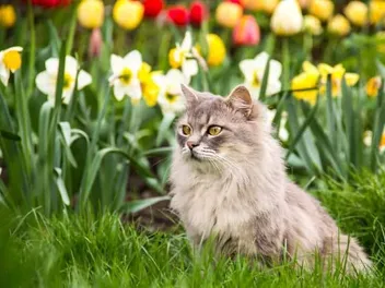Do Your Cats Get Spring Fever? Vet-Verified Behaviors & Changes