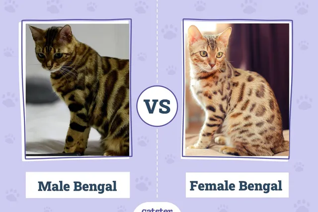 Male vs Female Bengal Cat Breed: What’s the Difference? (With Pictures, Vet-Reviewed)