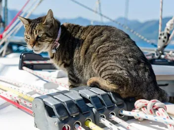 7 Famous Seafaring Ship Cats That Sailed The Seven Seas