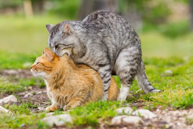 How Far Can a Male Cat Smell a Female Cat in Heat? Vet-Approved Facts & FAQs