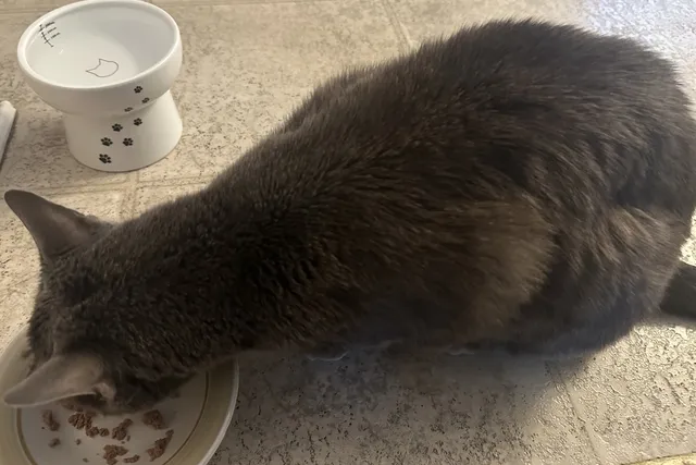 Taking Care of a Picky Cat: How Olga’s Eating Habits Have Changed