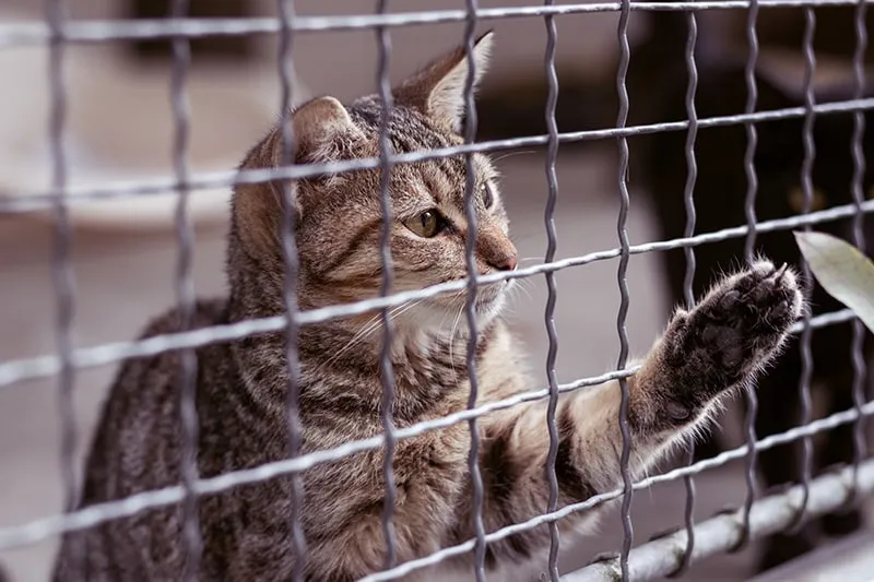 cat behind the fence in animal shelter
