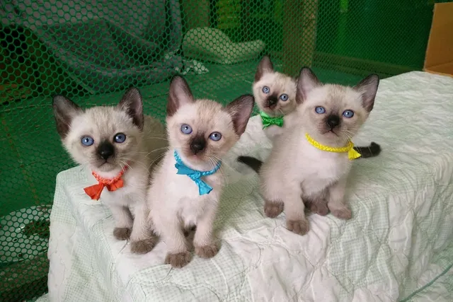 Siamese Kittens For Sale in New Jersey: Breeders List 2026