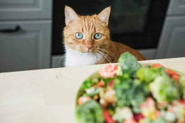 Can Cats Be Vegan? Vet-Reviewed Facts