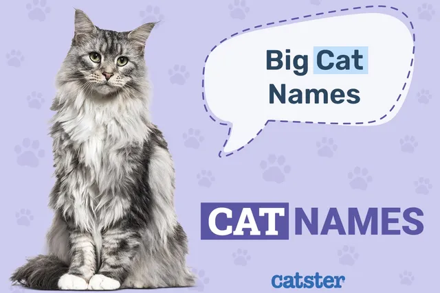 350+ Big Cat Names: Great Ideas for Your Large Cat
