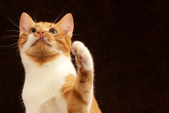 Why Does My Cat Reach His Paw Out to Me? 9 Vet-Verified Reasons