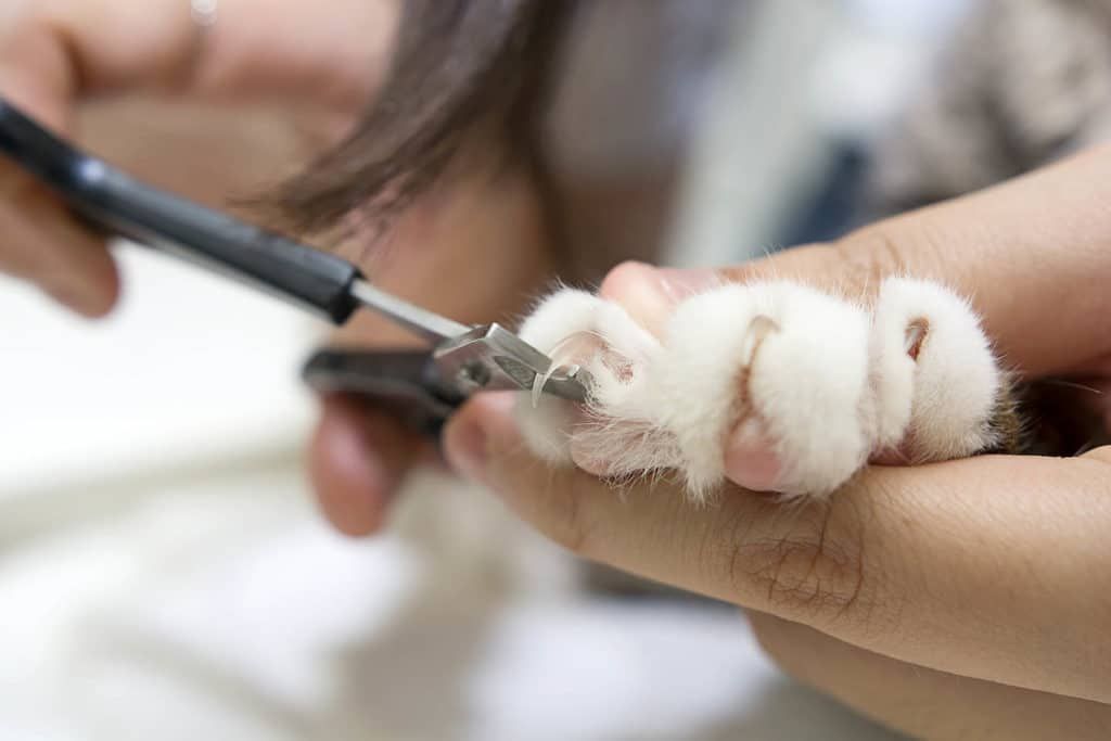 How to Trim a Cat's Nails (Who Won't Cooperate): 12 Vet-Approved Tips