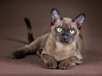 12 Vet-Verified Burmese Cat Facts That All Cat Lovers Should Know!
