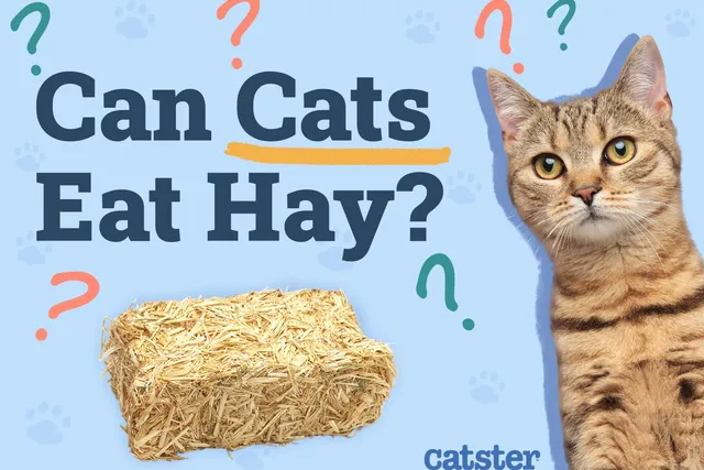 Can Cats Eat Hay? Vet-Reviewed Nutrition Facts