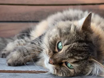 8 Senior Cat Health Issues to Be Aware Of (Vet Answer)