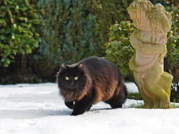 Do Cats Get Winter Coats? Vet-Verified Fur Facts & Care Tips